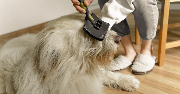 Klitten verwijderen bij hond of kat (pijnloos) | Moze
