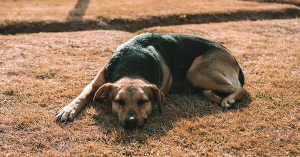 Hittegolf? Zo houd je hond en kat koel | Moze