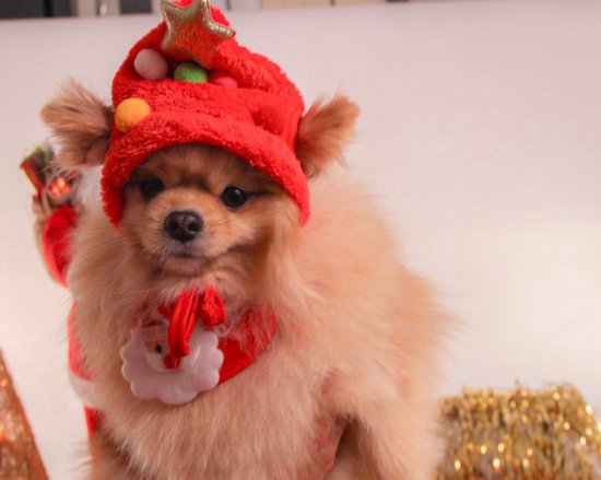 Kerstpak voor je kleine hond of kat -kerstmuts-  Maat S- muts en sjaal- kerstcadeau- hondenkleding- huisdier- feestdagen- kleding- pak - set