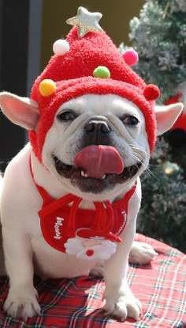 Kerstpak voor je kleine hond of kat -kerstmuts-  Maat S- muts en sjaal- kerstcadeau- hondenkleding- huisdier- feestdagen- kleding- pak - set